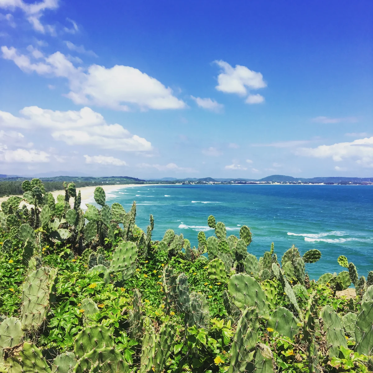 投稿写真：サボテンの丘