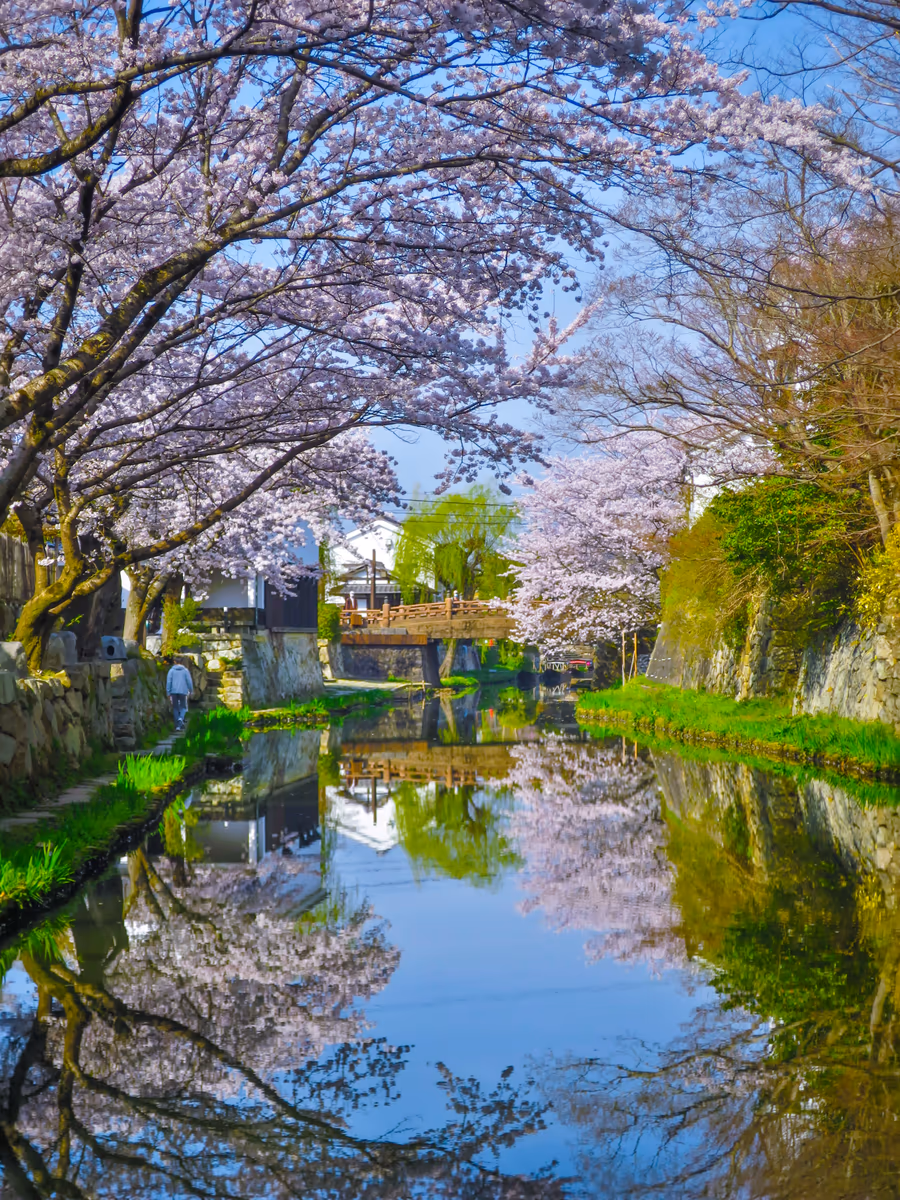 投稿写真：桜リフレクション