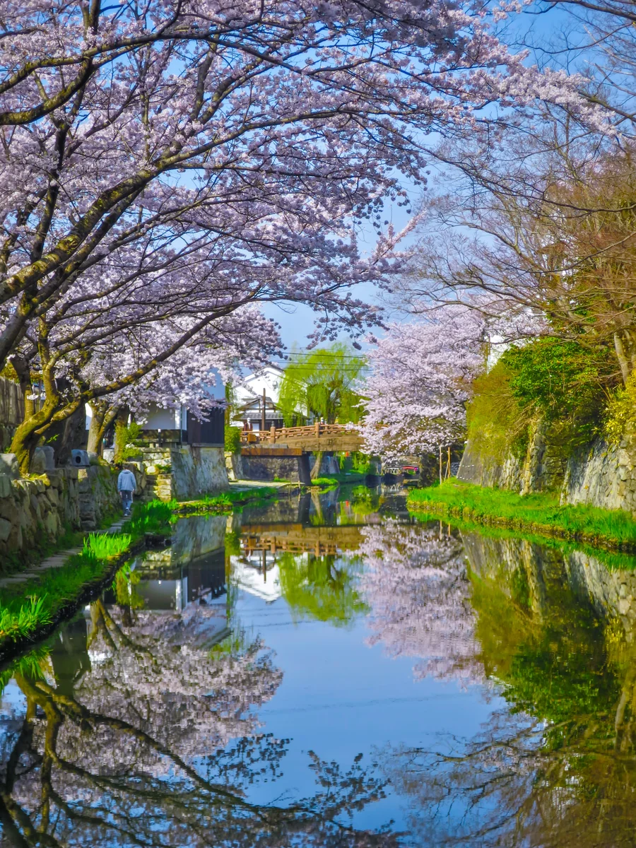 投稿写真：桜リフレクション