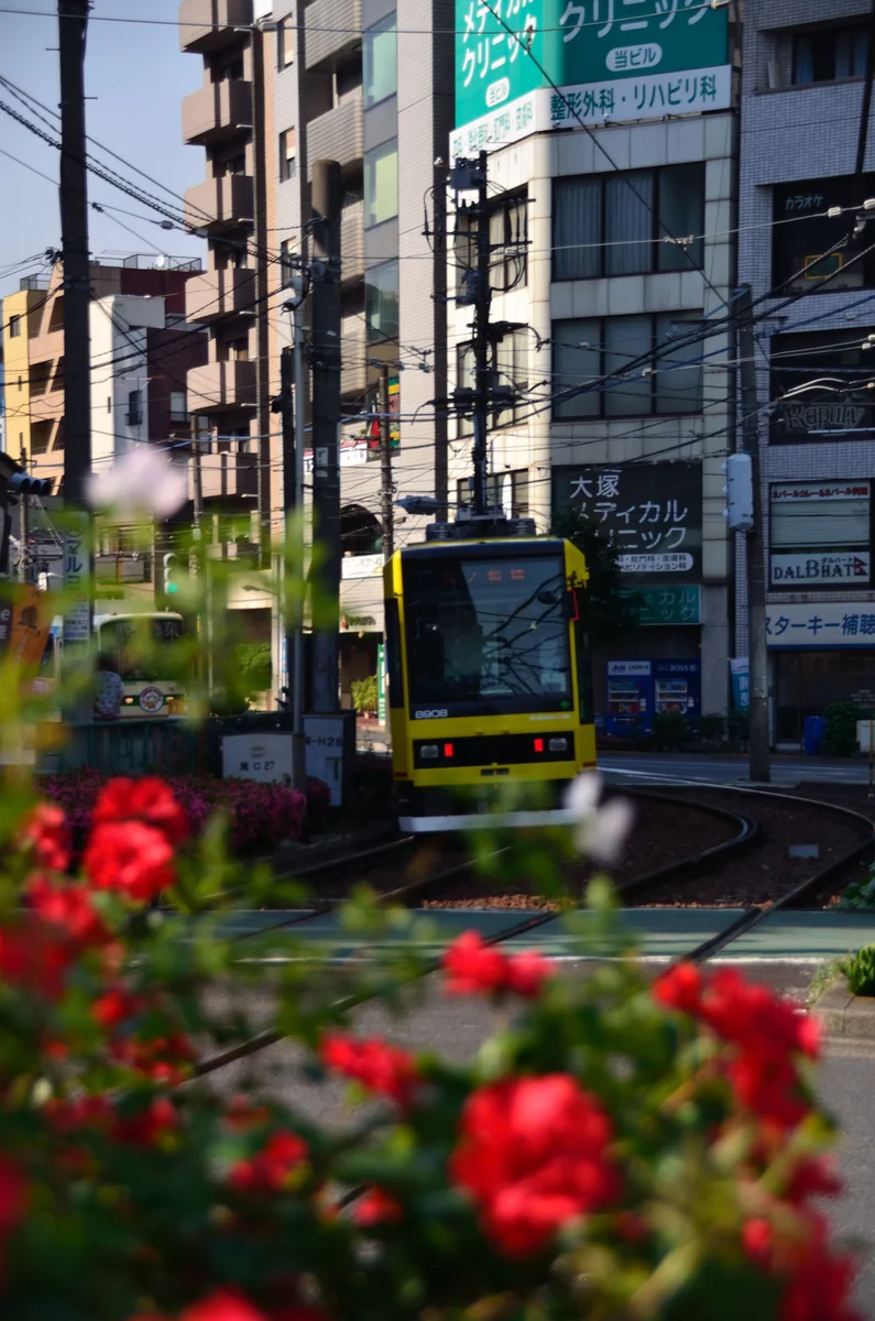 投稿写真：沿線の薔薇