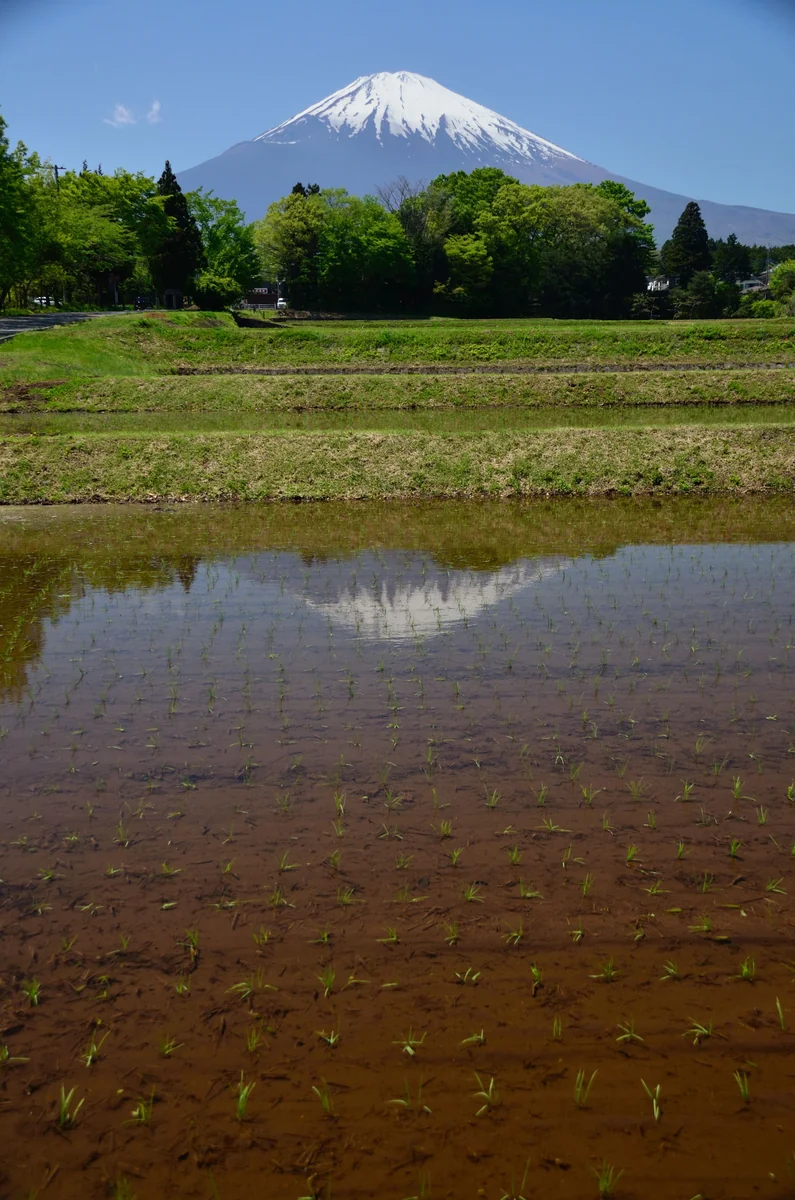 投稿写真：逆さ富士　5月の風景