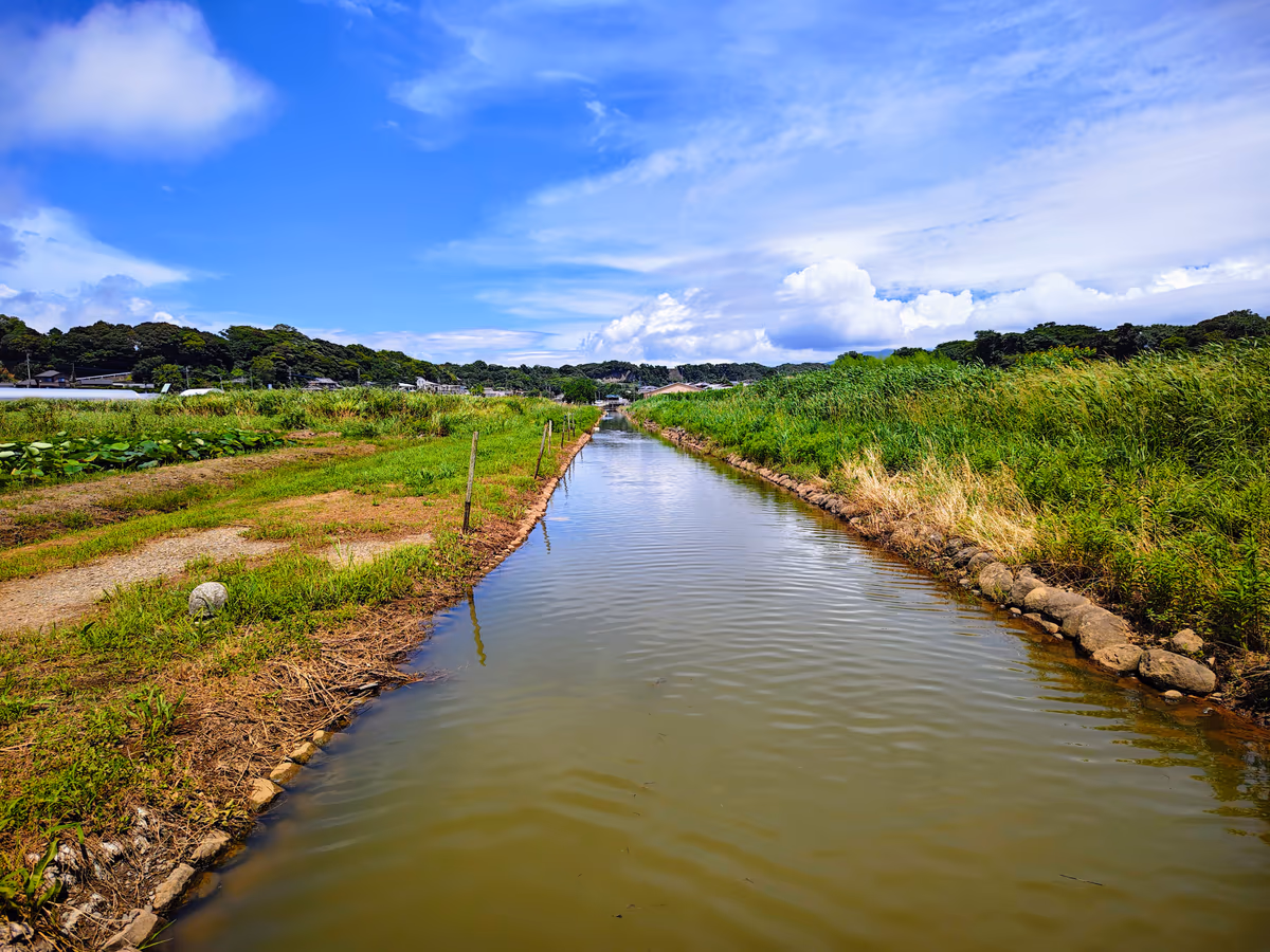 投稿写真：ハス園の水路