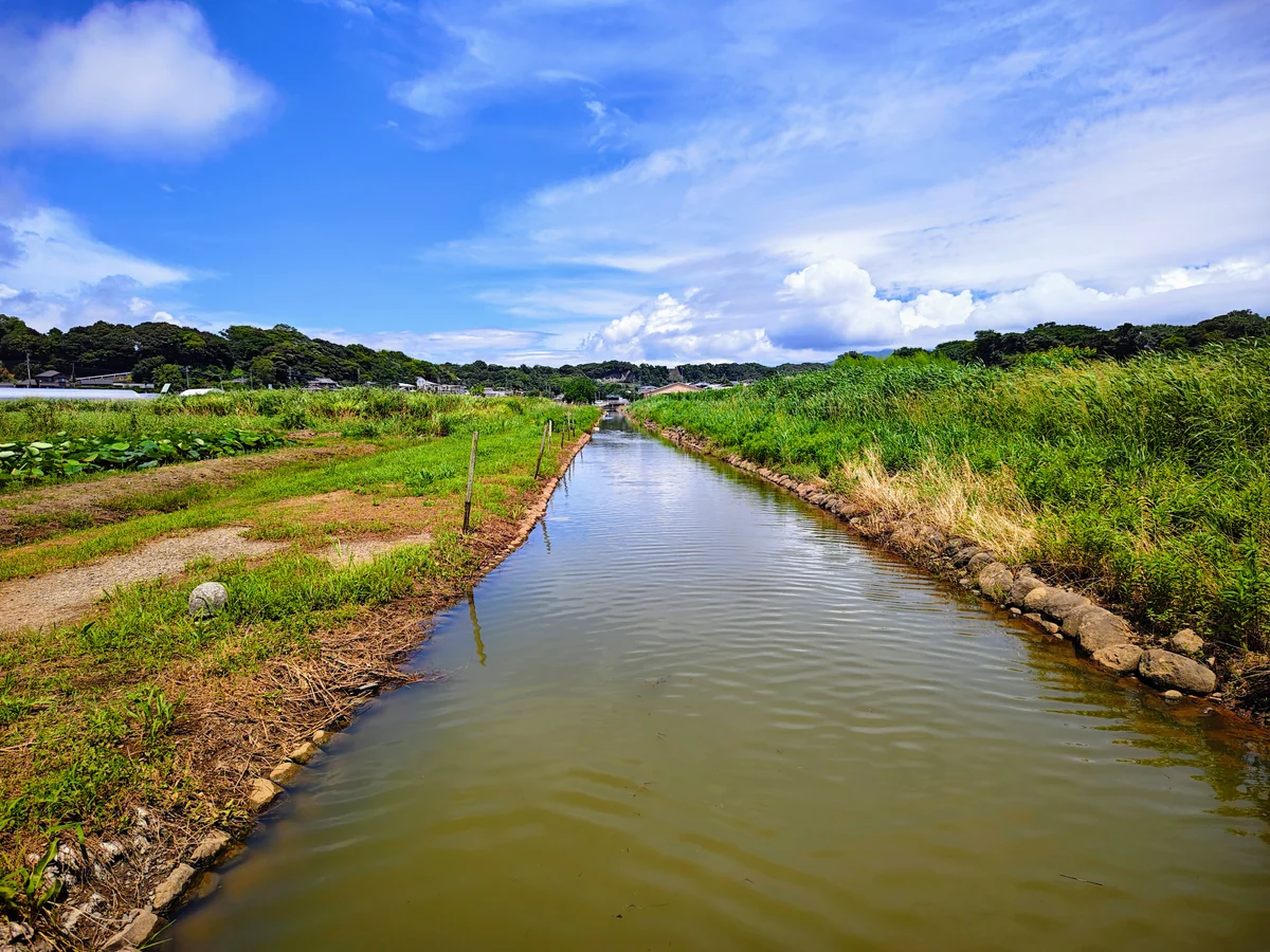 投稿写真：ハス園の水路
