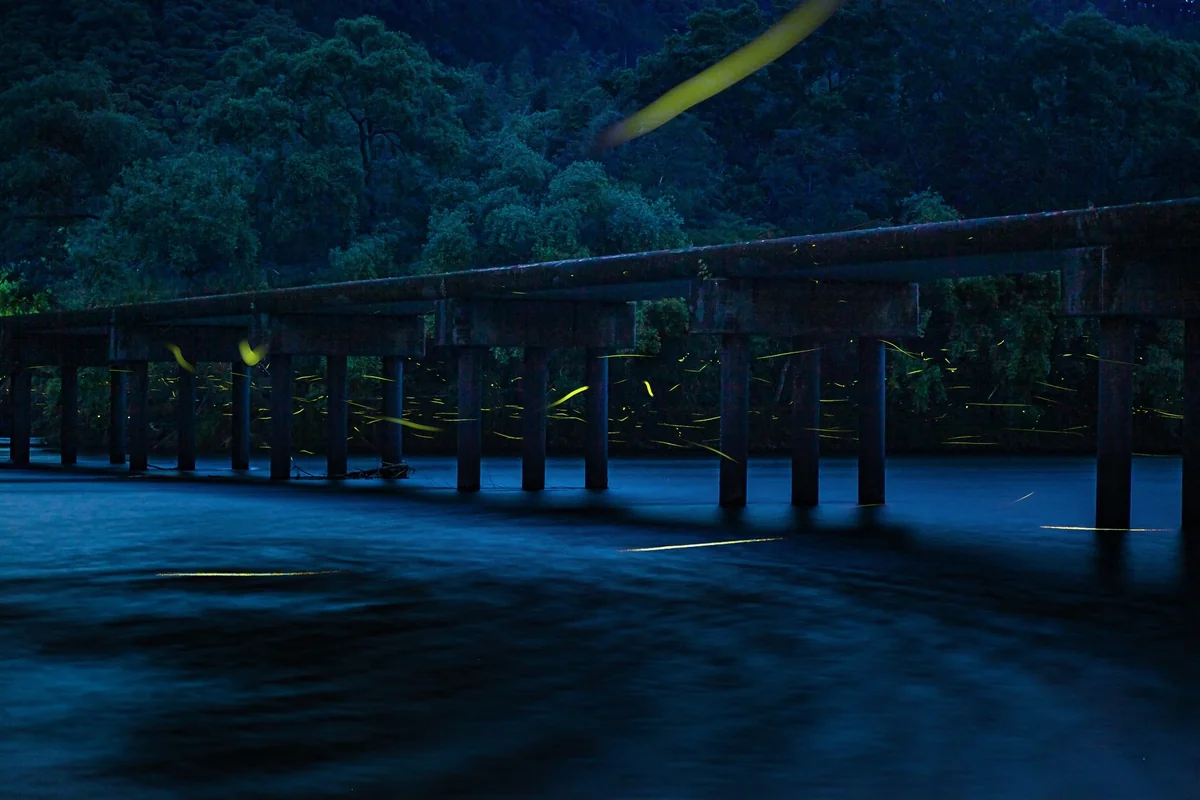 投稿写真：沈下橋とホタル