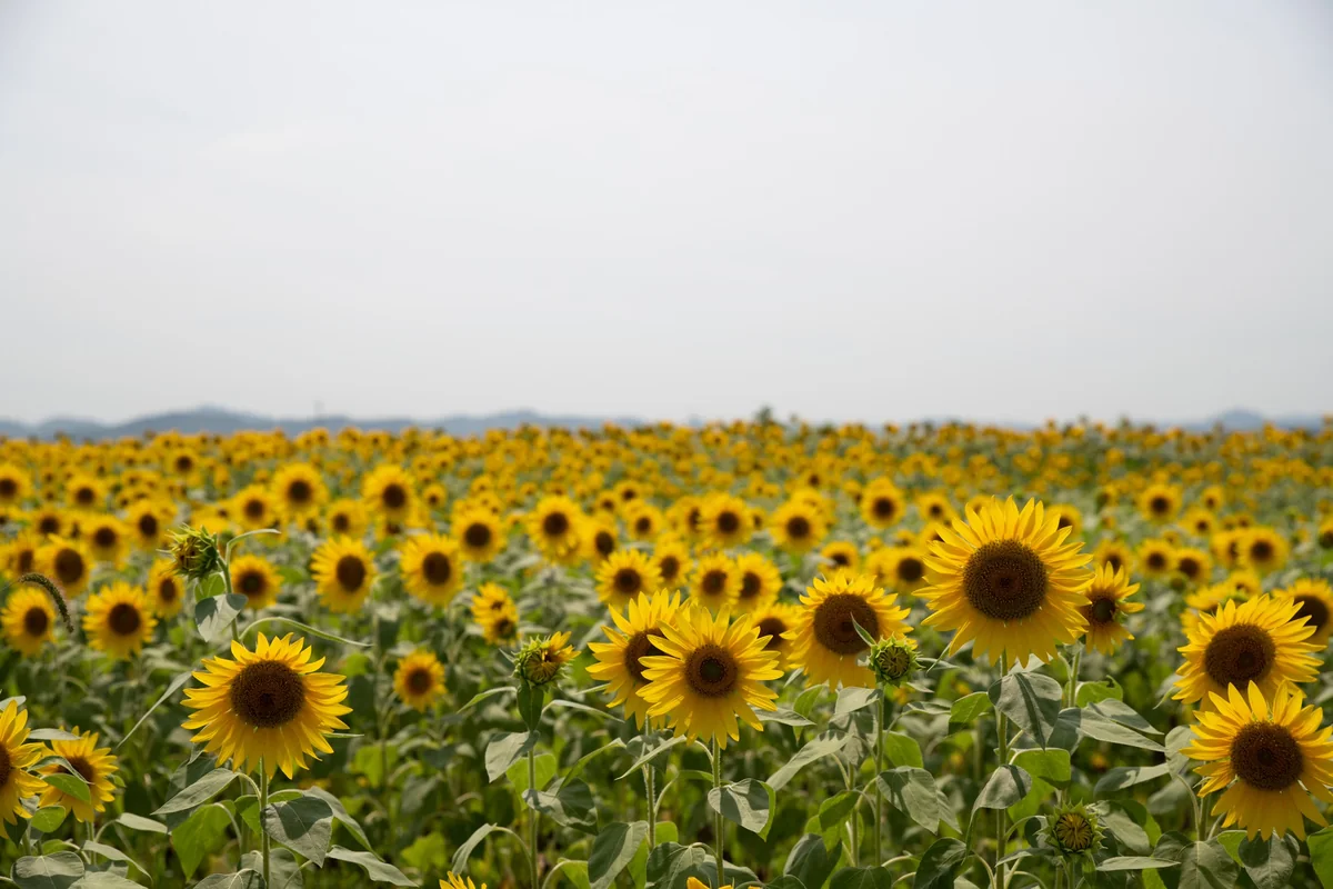 投稿写真：ひまわり畑