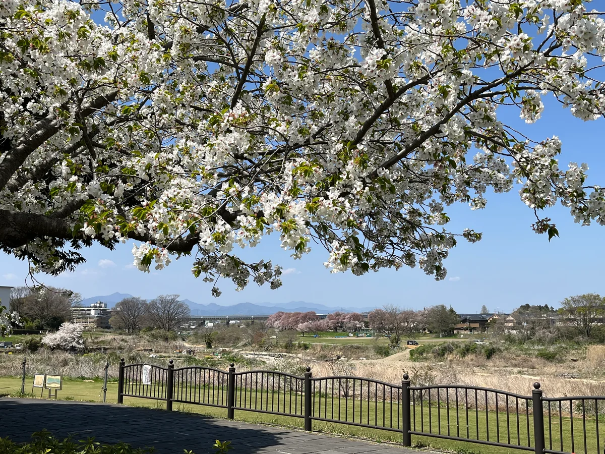 投稿写真：八王子市役所前