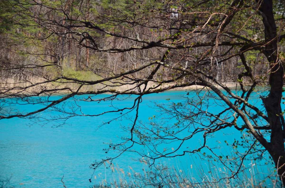 投稿写真：裏磐梯　弁天沼