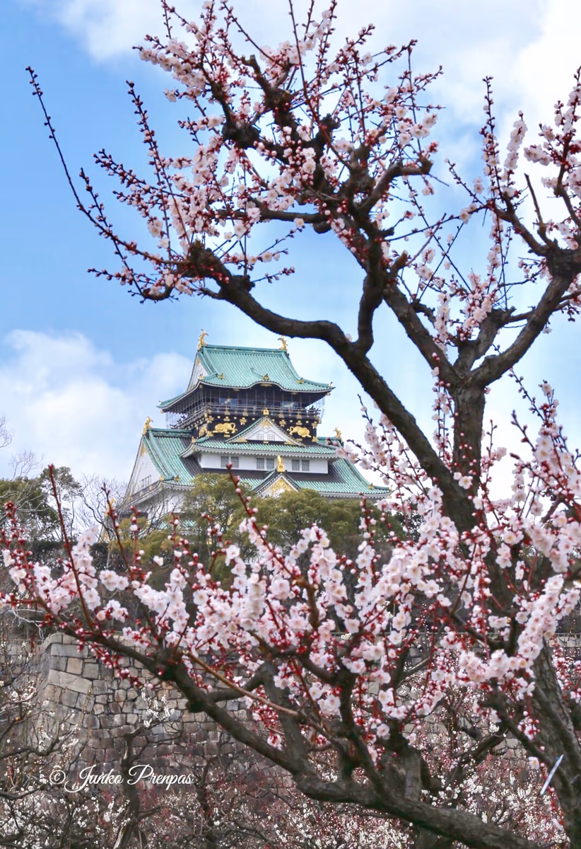 投稿写真：早春の大阪城