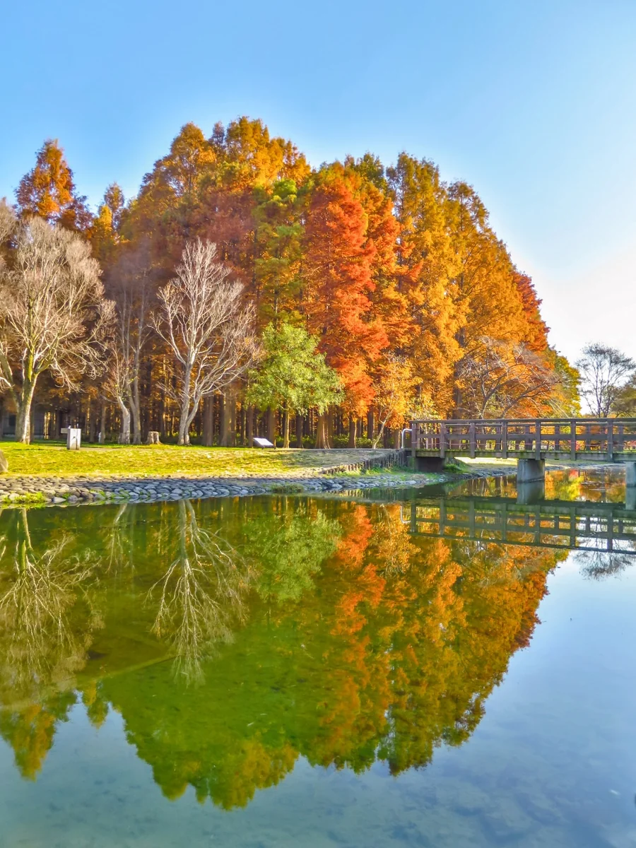 投稿写真：メタセコイアの紅葉のリフレクション