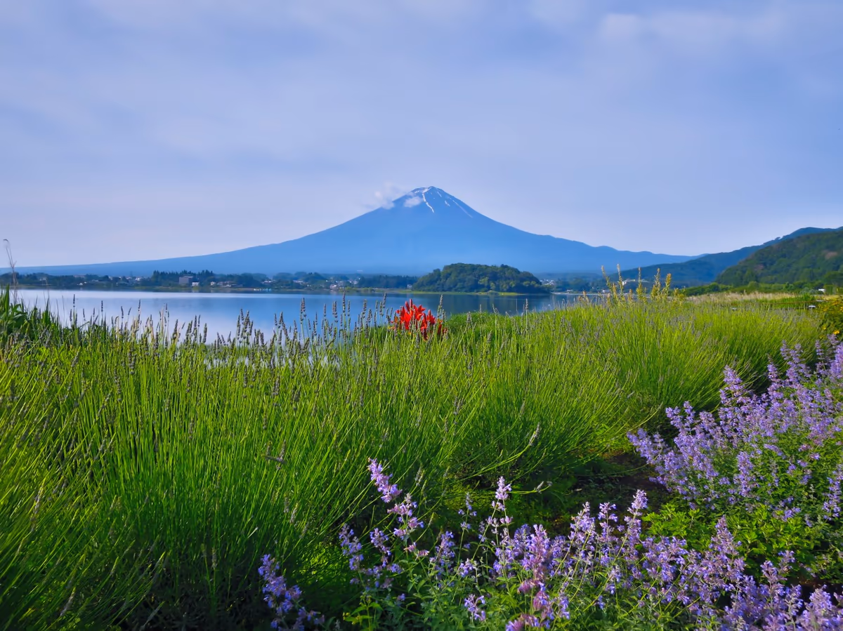 投稿写真：富士山と花々