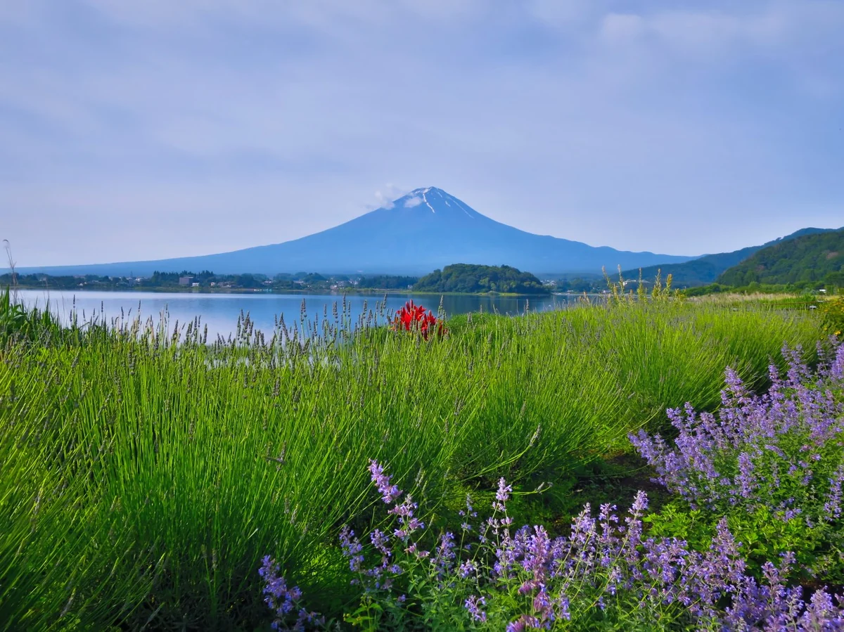 投稿写真：富士山と花々