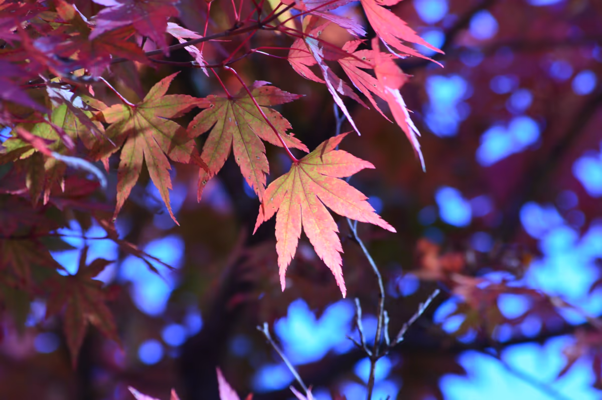 投稿写真：高尾山の紅葉