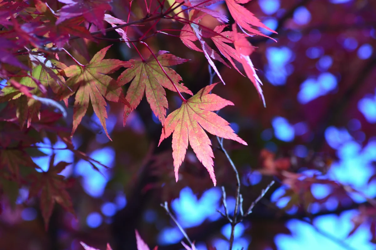 投稿写真：高尾山の紅葉