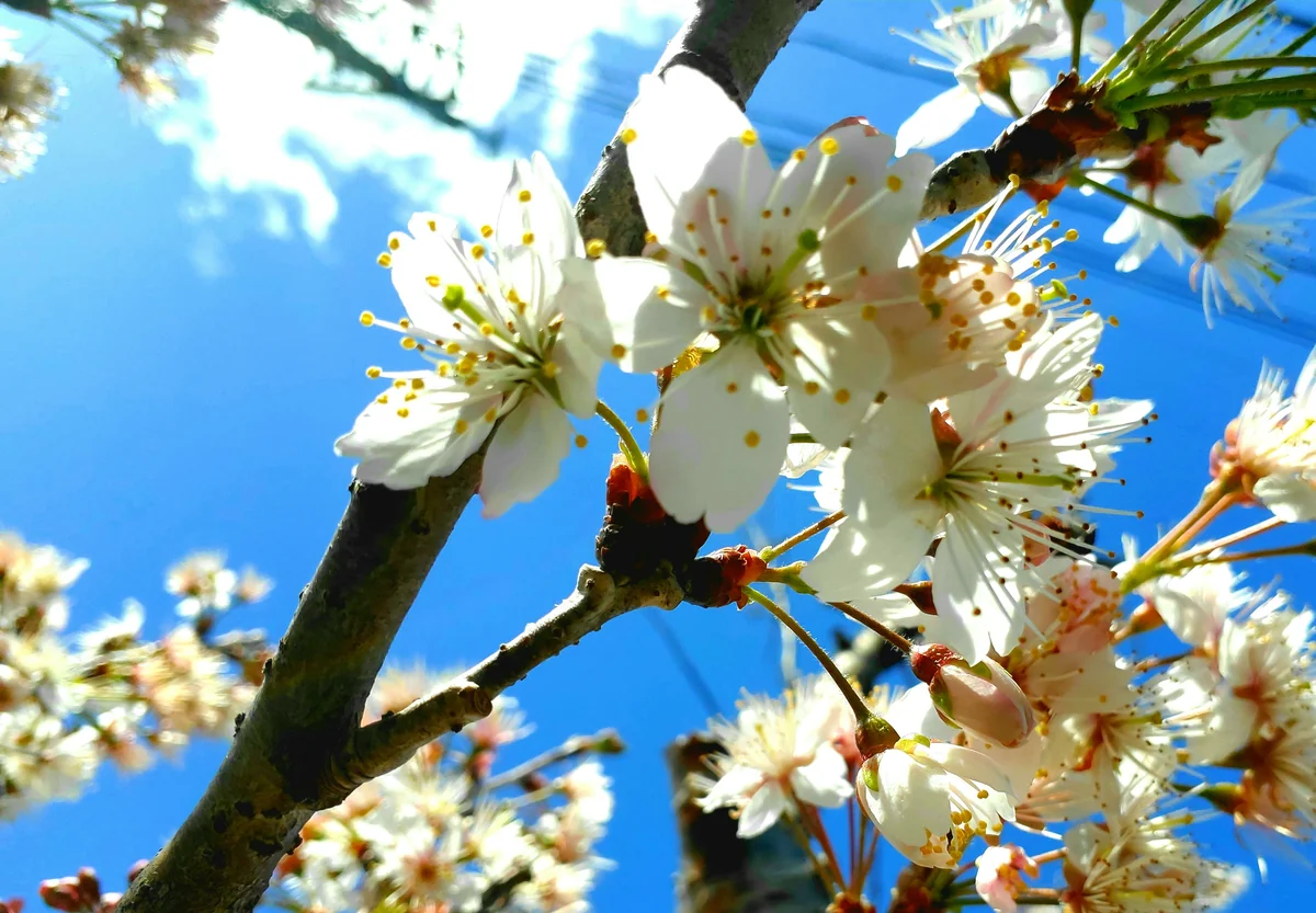 投稿写真：白梅