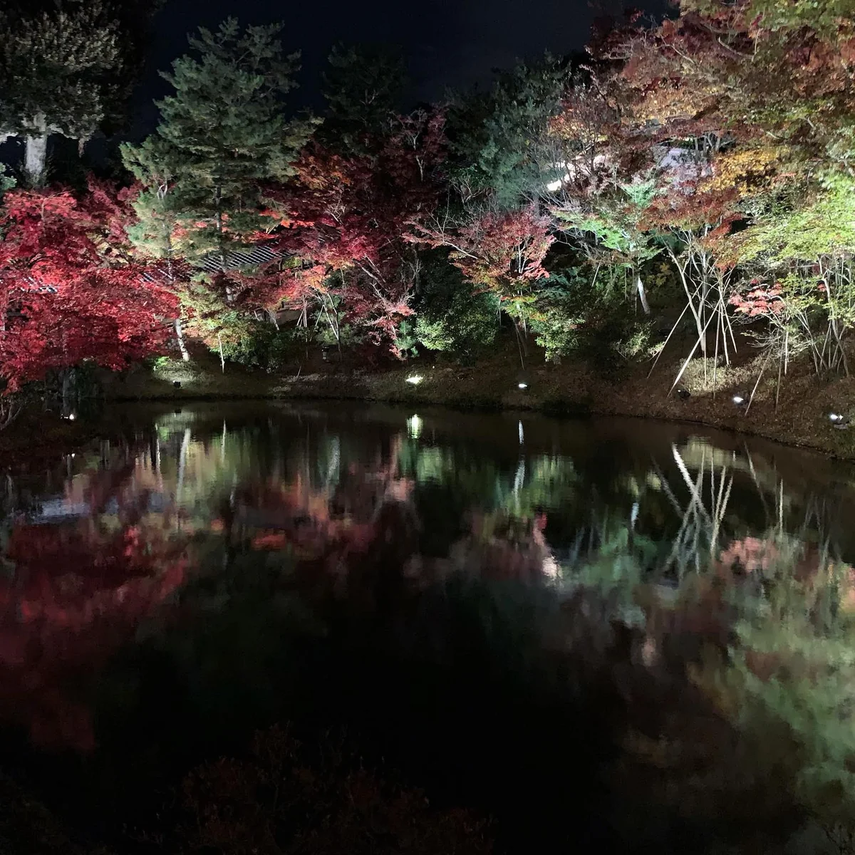 投稿写真：高台寺〜水鏡に対峙する紅葉と緑赤のグラデーション〜