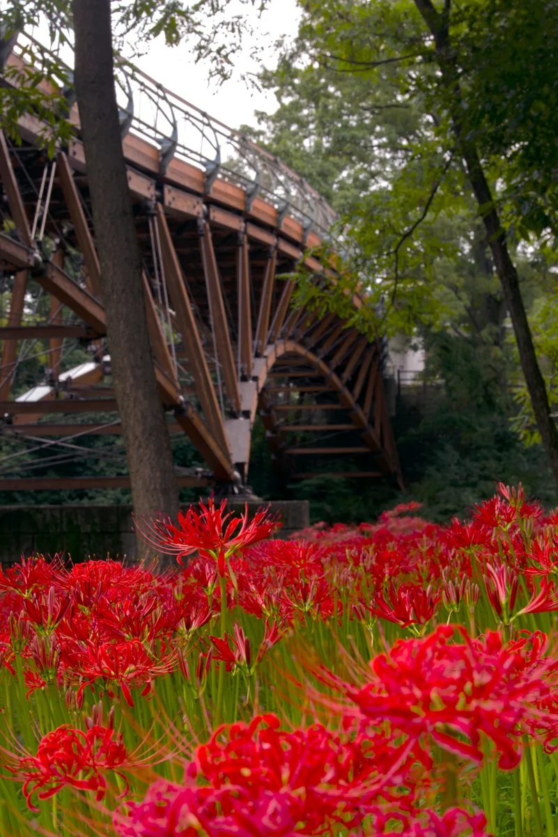 投稿写真：巾着田