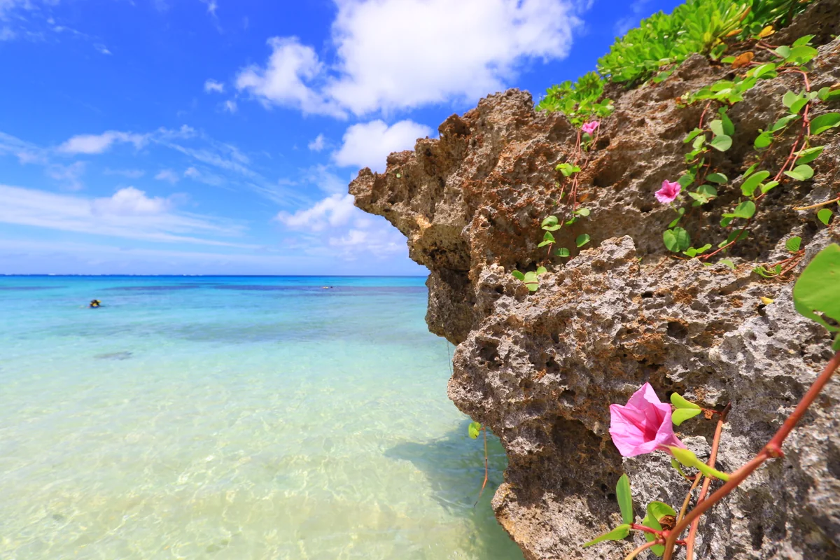 投稿写真：昼顔と海