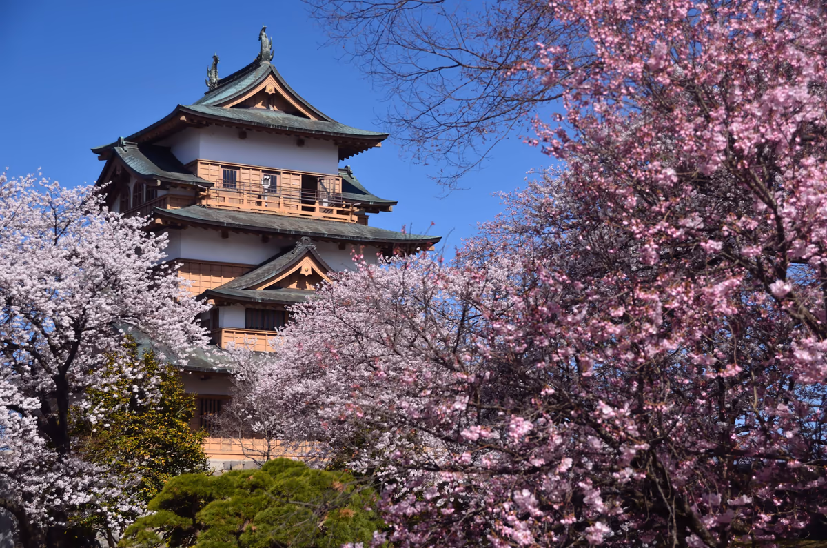 投稿写真：高島城　桜