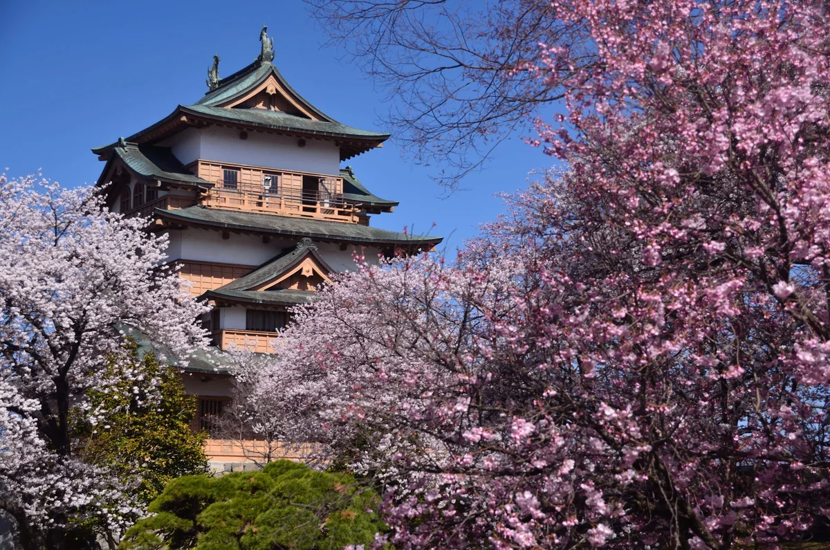 投稿写真：高島城　桜