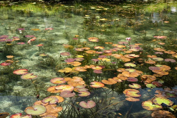 投稿：モネの池