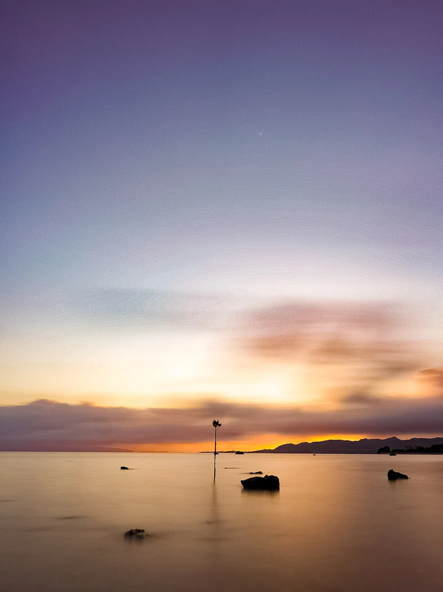 投稿写真：ヒルギ