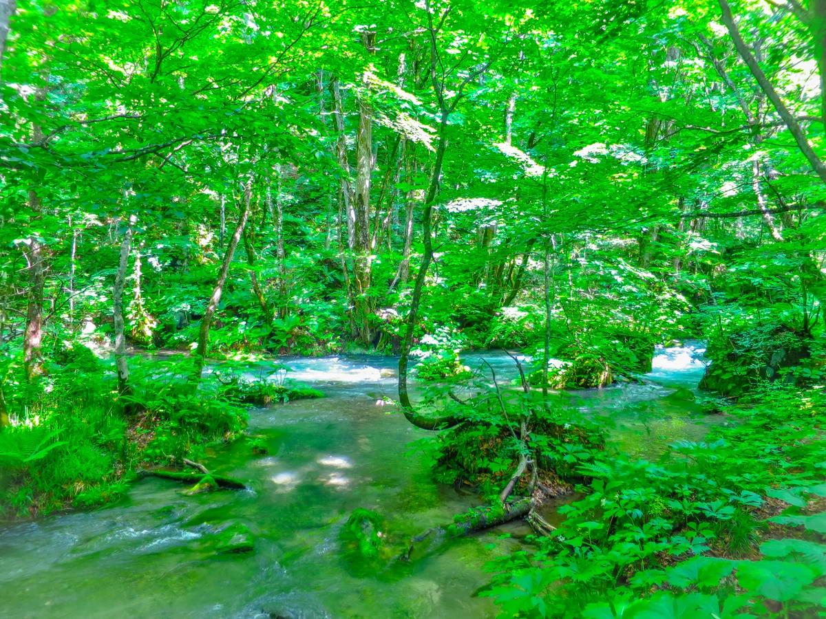 投稿写真：新緑の奥入瀬渓流