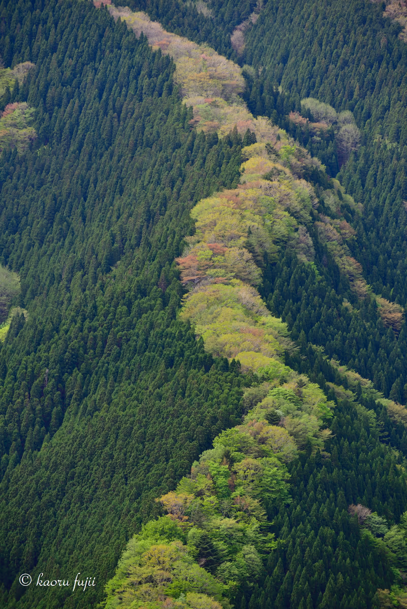 投稿写真：ナメゴ谷のヤマザクラ