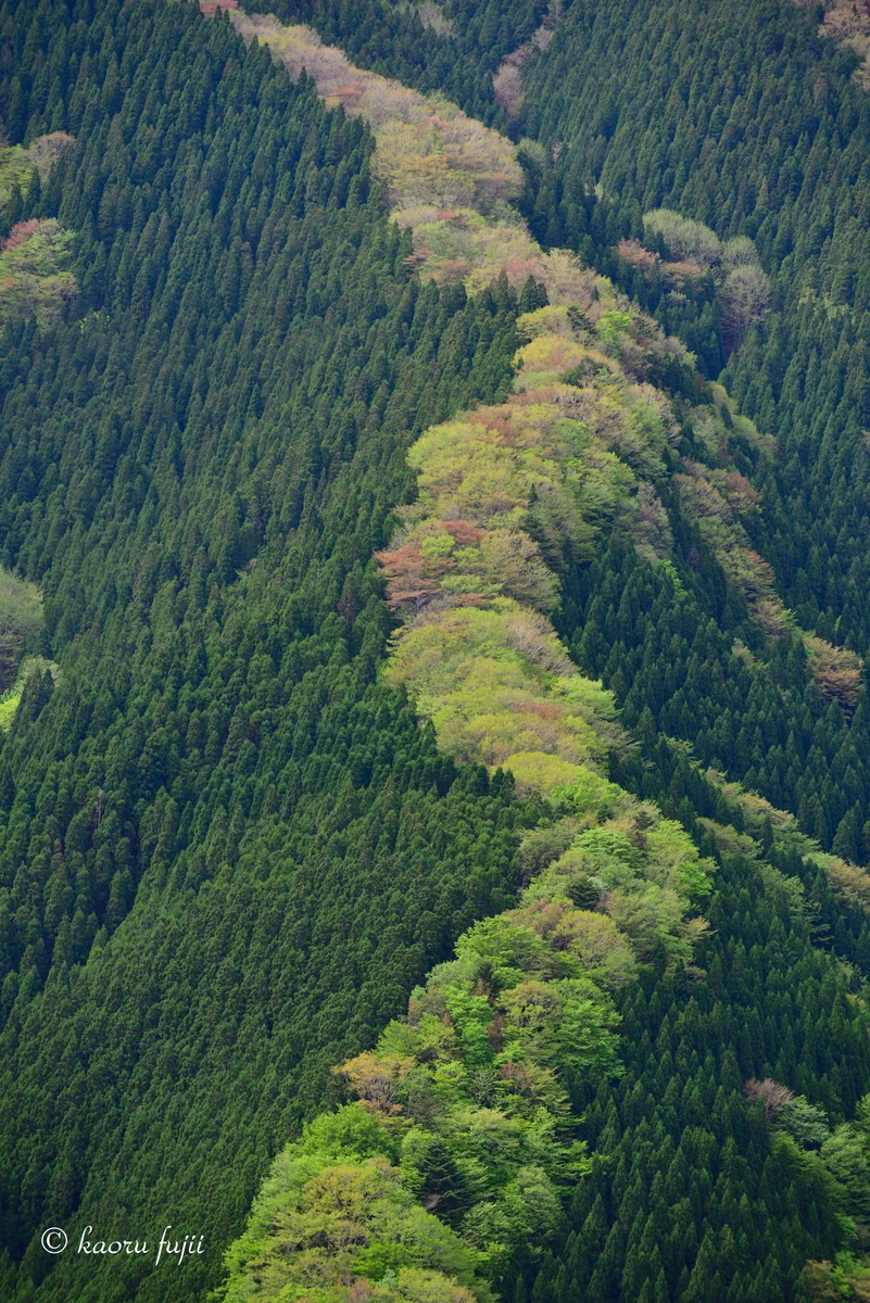 投稿写真：ナメゴ谷のヤマザクラ