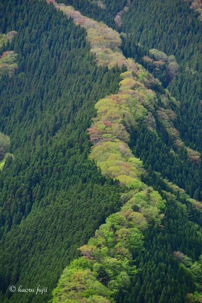 投稿：ナメゴ谷のヤマザクラ