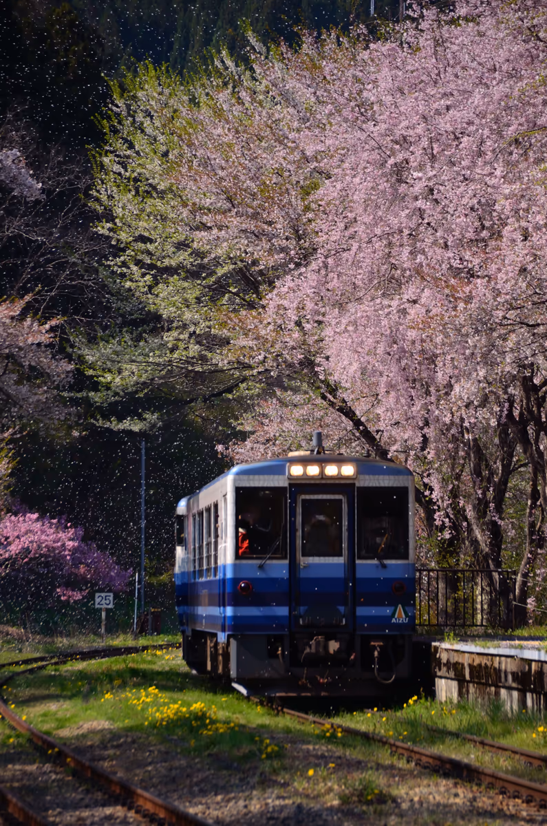 投稿写真：桜吹雪の舞う中