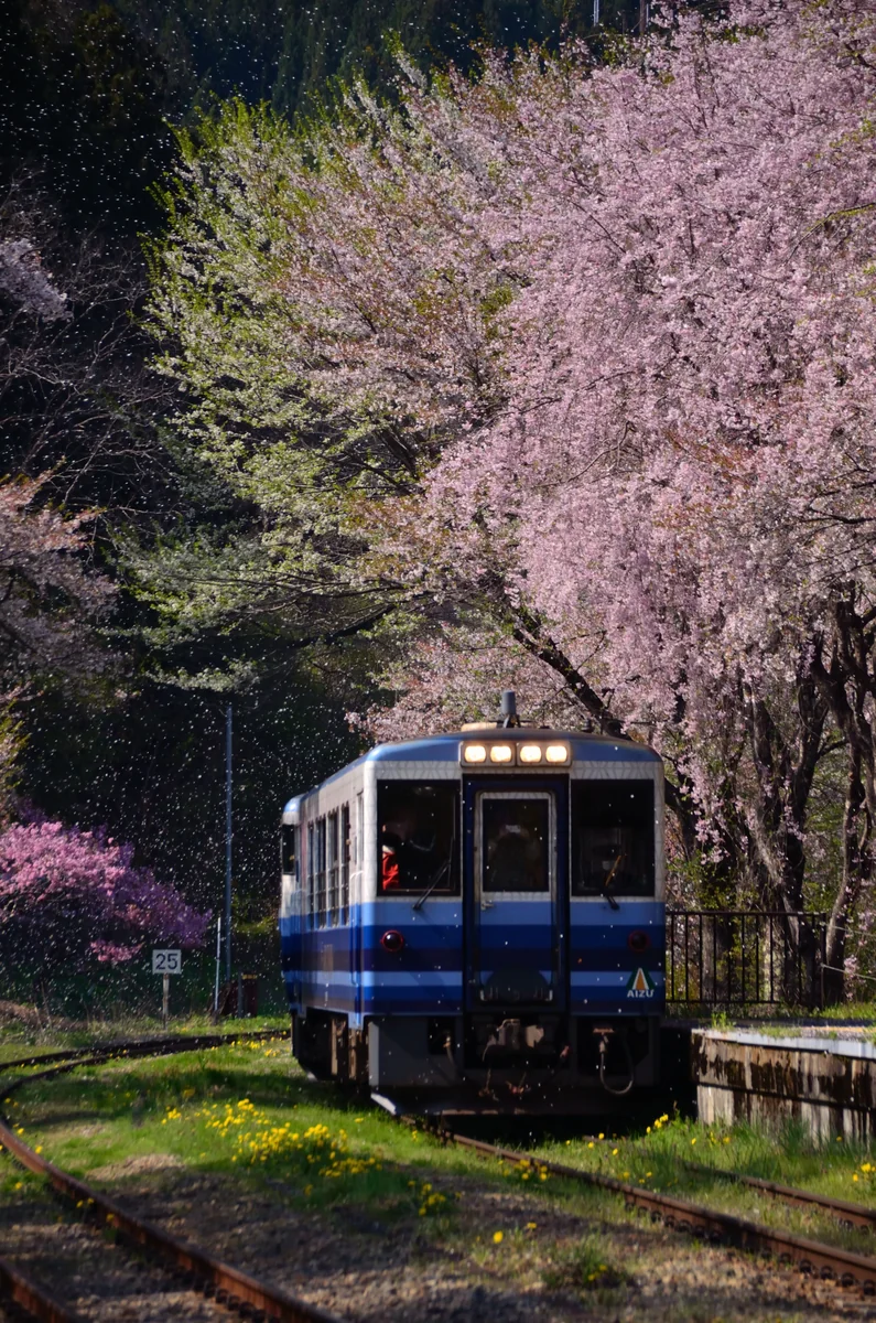 投稿写真：桜吹雪の舞う中