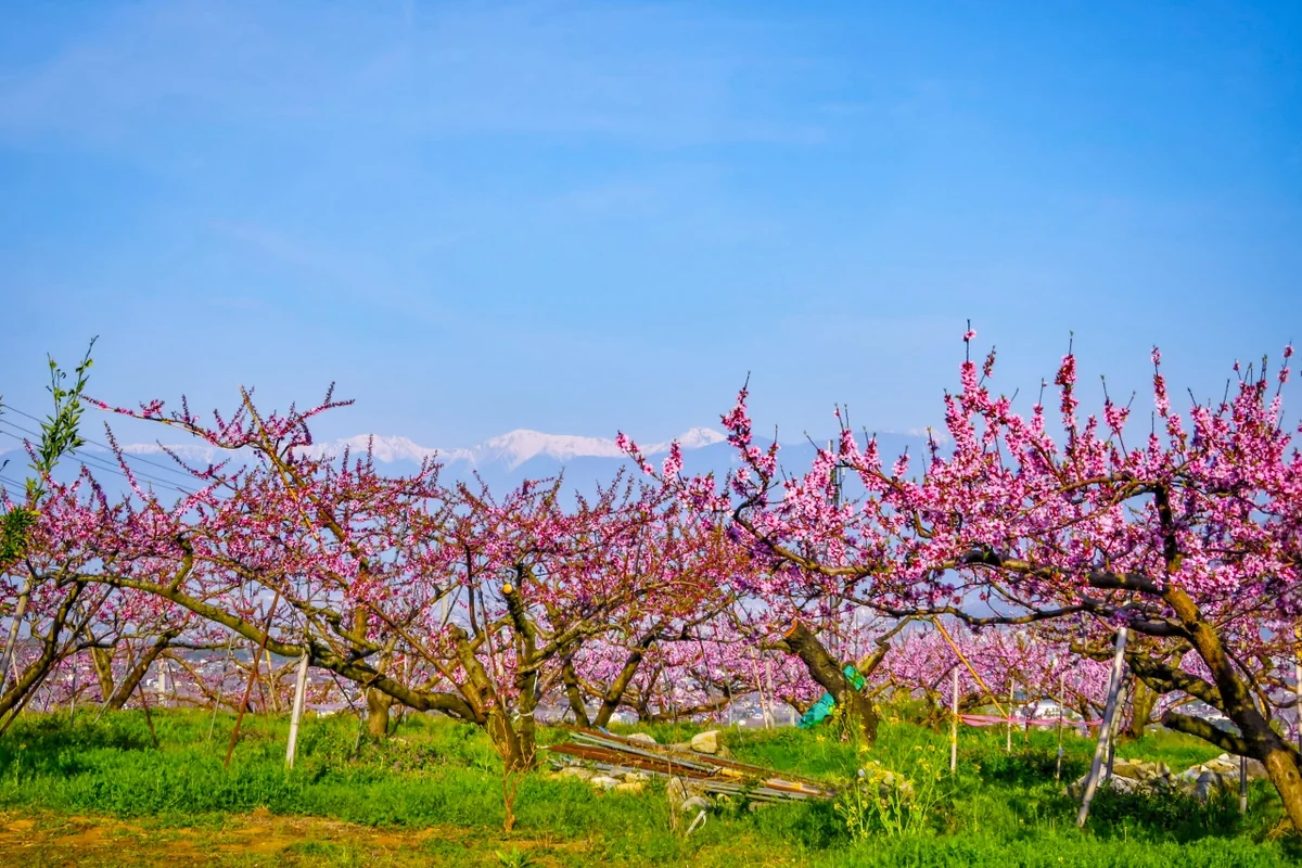 投稿写真：桃の花と残雪の南アルプス