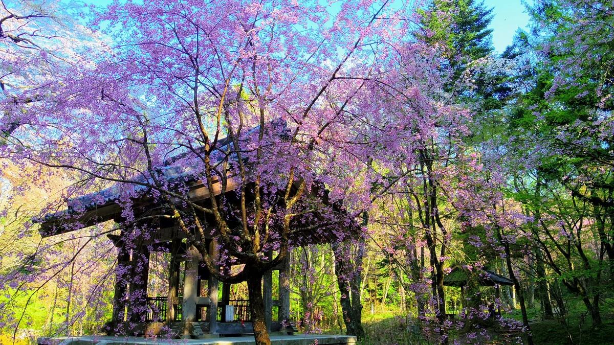 投稿写真：光前寺のしだれ桜