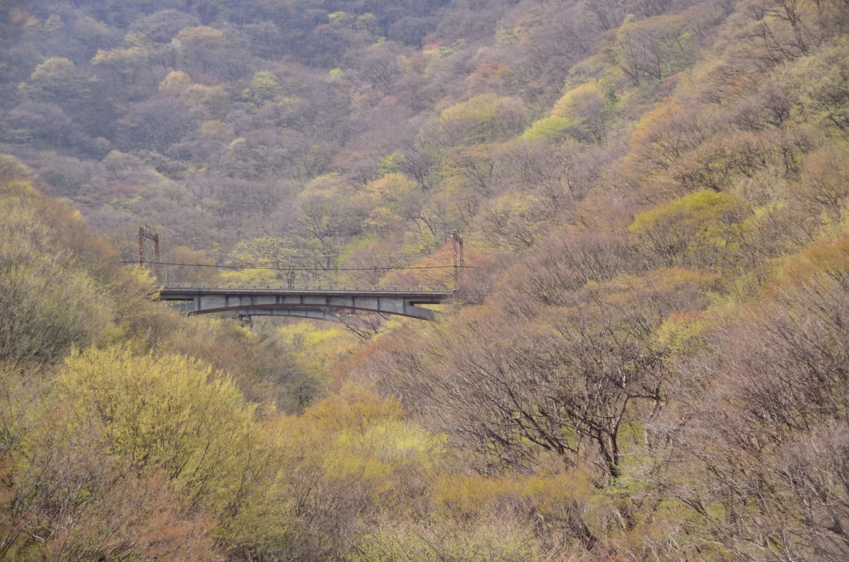 投稿写真：森の中の鉄橋