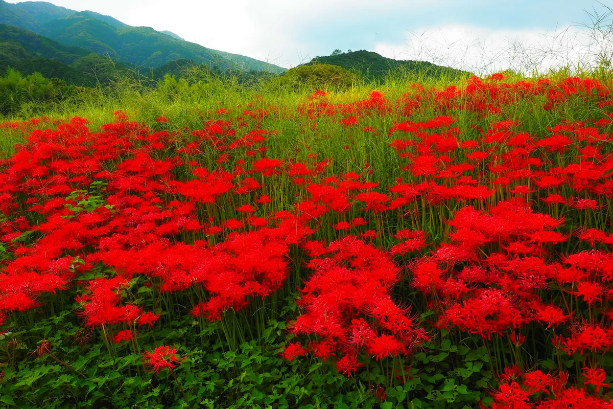 投稿写真：彼岸花