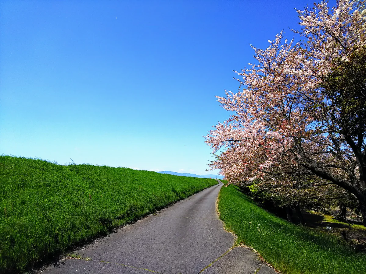 投稿写真：それでも必ず春は訪れる。