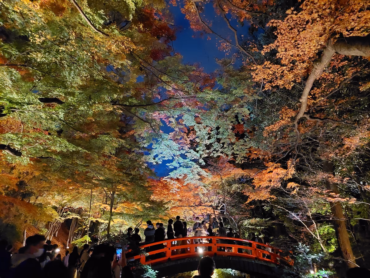 投稿写真：紅葉🍁の宴