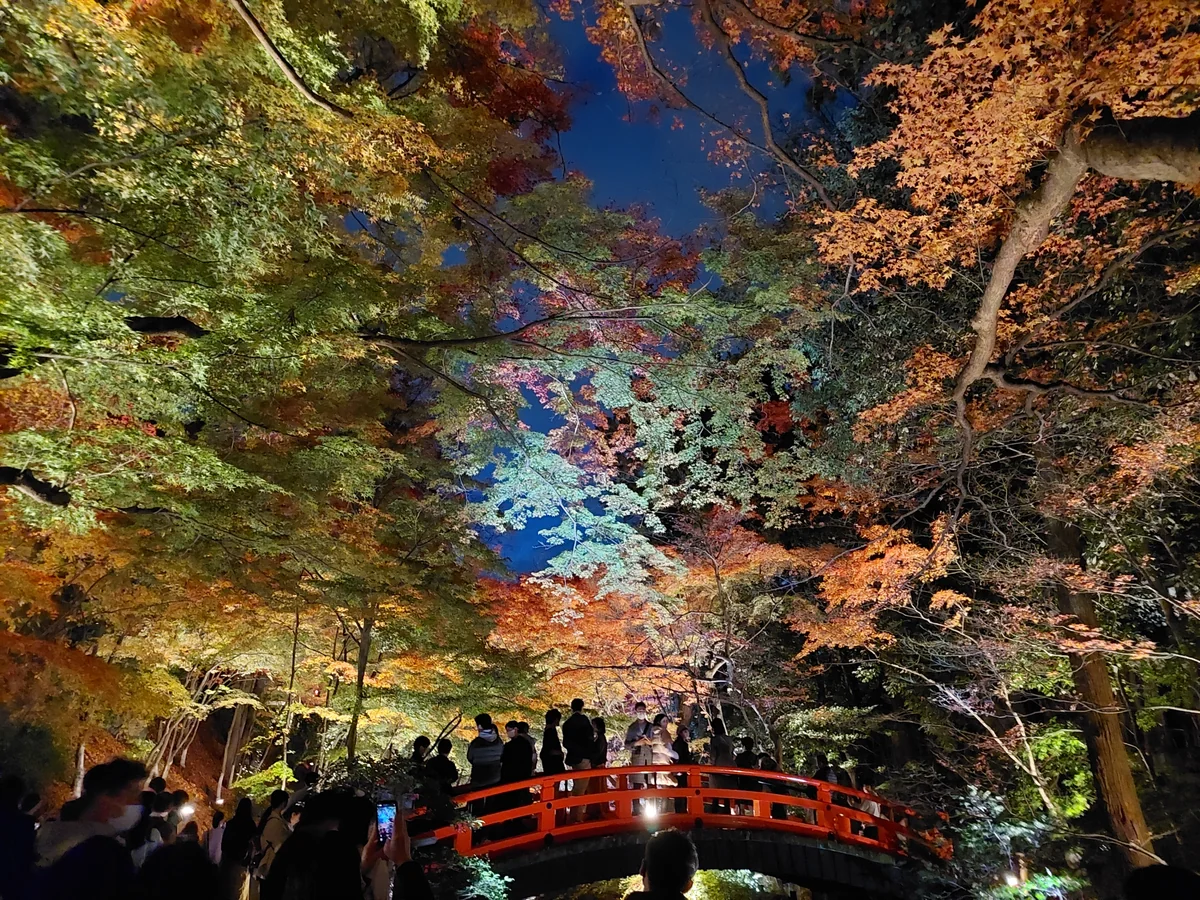 投稿写真：紅葉🍁の宴