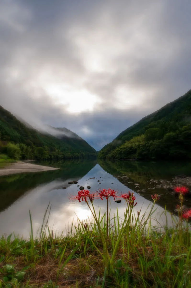 投稿写真：彼岸花