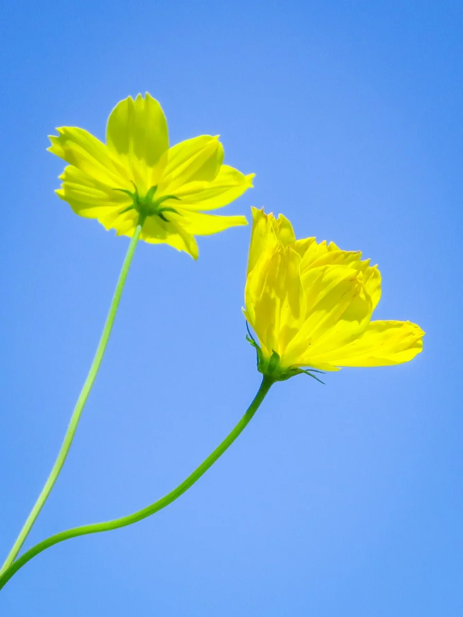 投稿写真：青空に映える黄色いコスモス