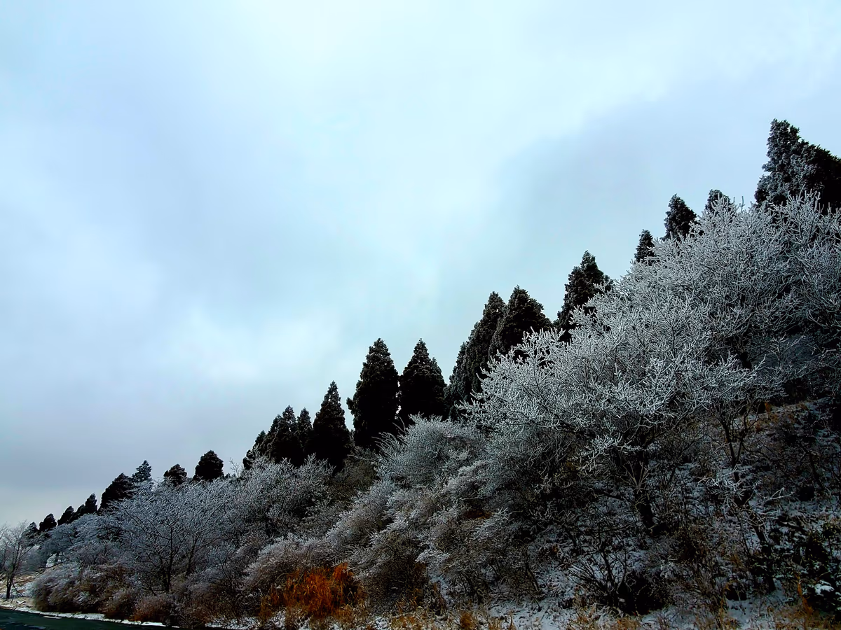 投稿写真：粉砂糖