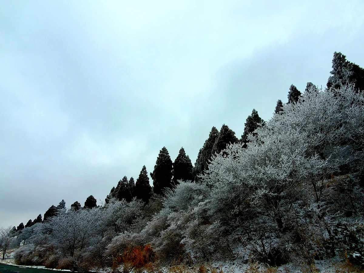 投稿写真：粉砂糖
