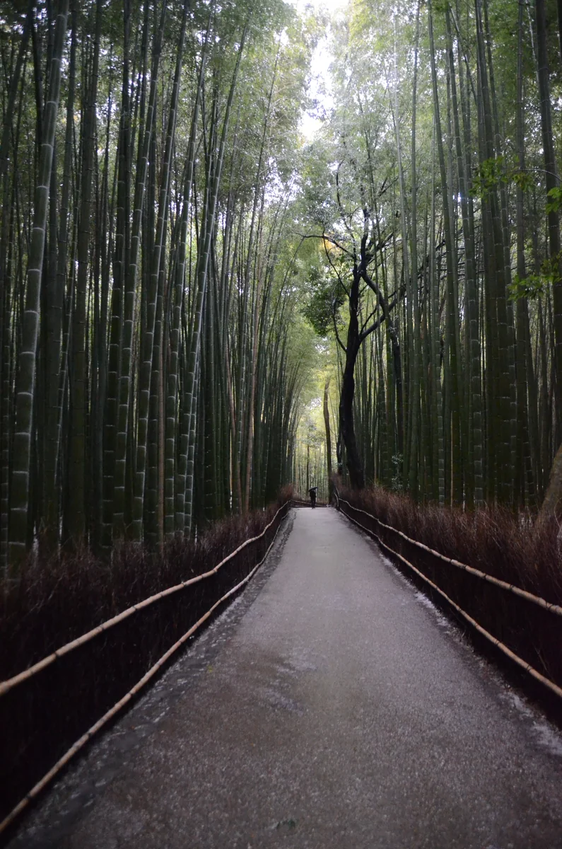 投稿写真：雨の竹林