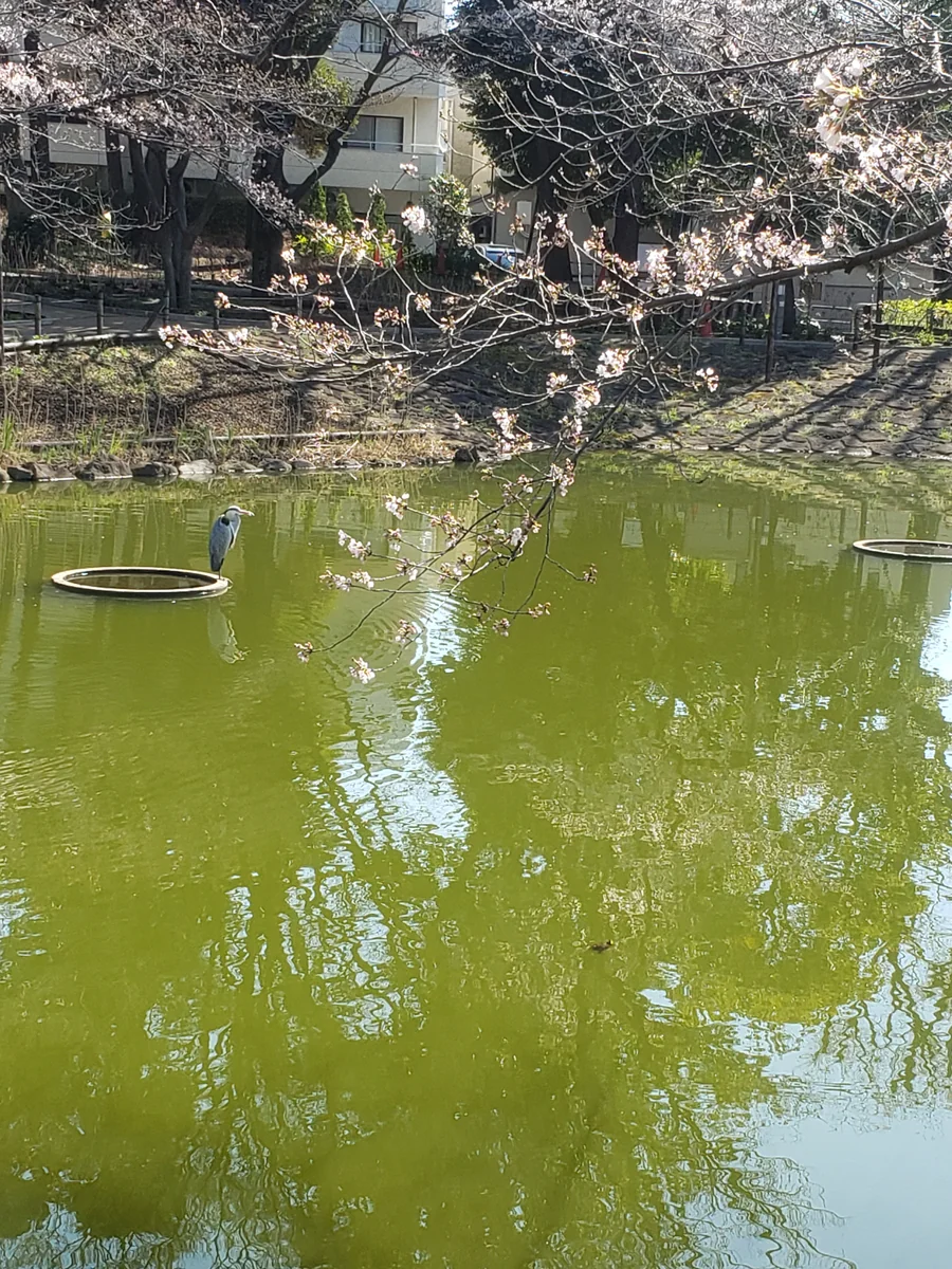 投稿写真：花見