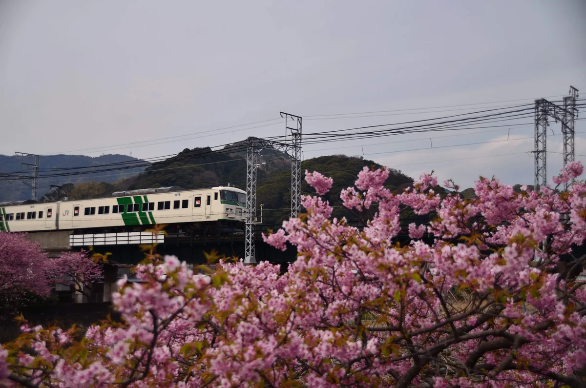 投稿写真：河津桜と特急踊り子号