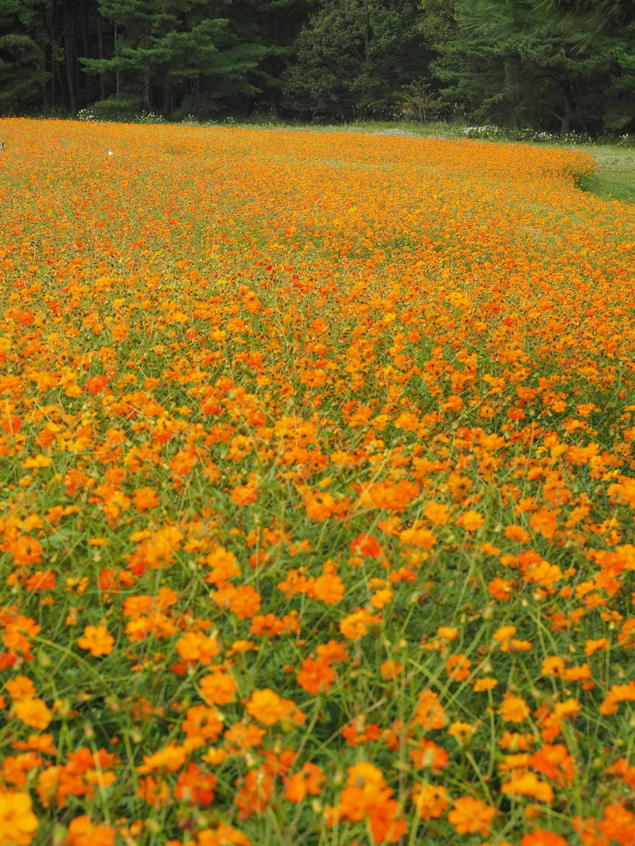 投稿写真：キバナコスモス