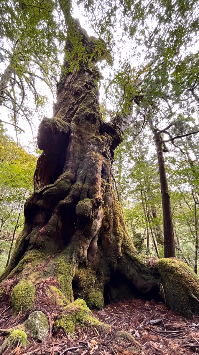 投稿写真：森の巨人