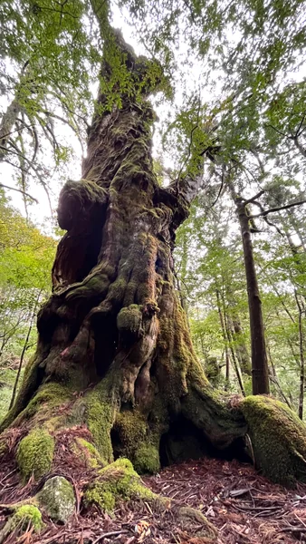 投稿：森の巨人