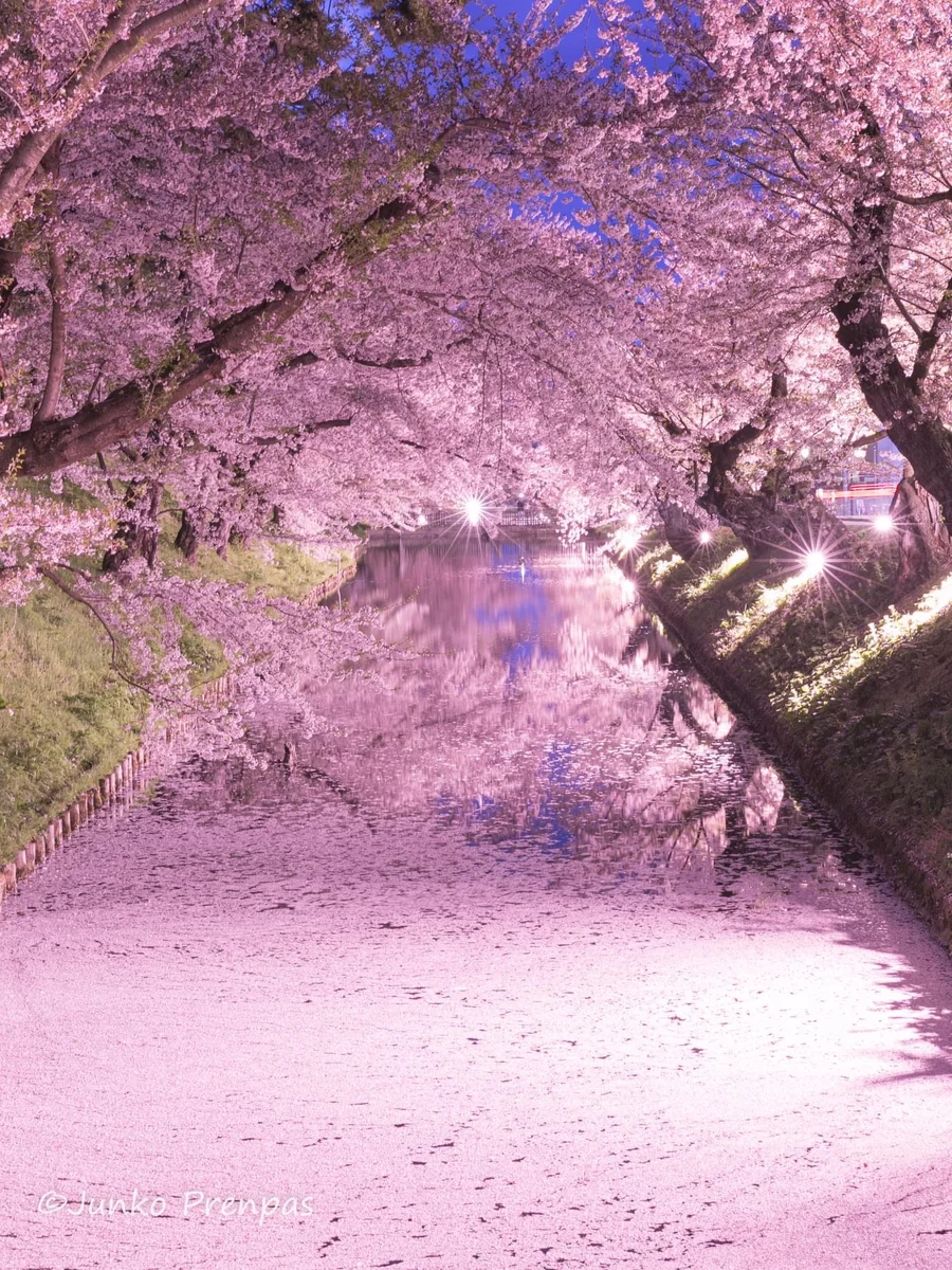 投稿写真：弘前城の花筏