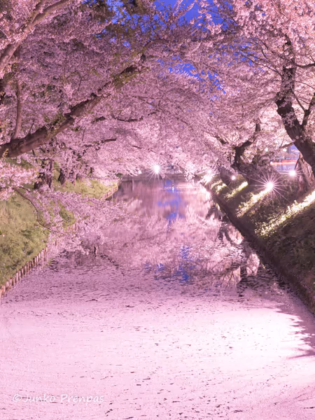 投稿：弘前城の花筏